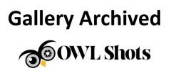 OWLShots-Gallery-Archived